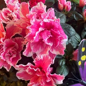 Meet your Posher, Nadia